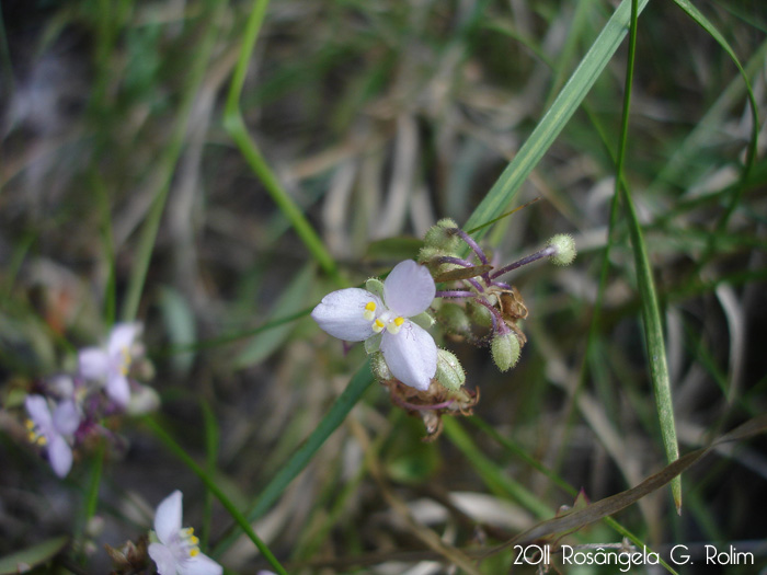 Tripogandra diuretica