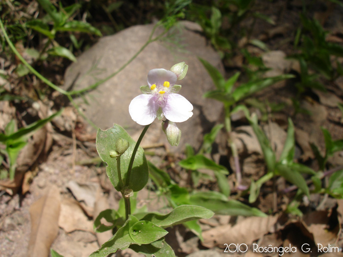 Tripogandra diuretica