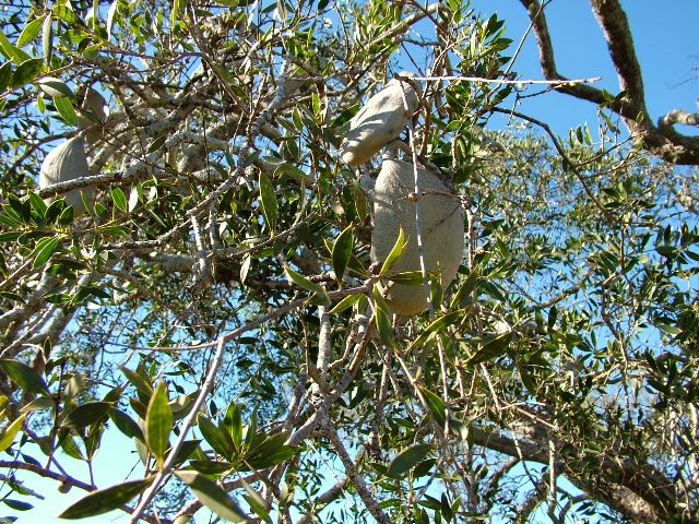 Aspidosperma quebrachoblanco