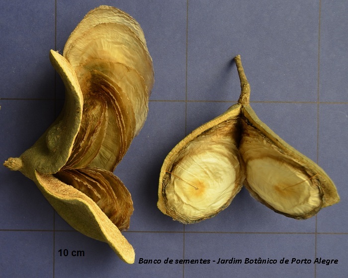 Aspidosperma quebrachoblanco