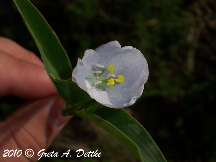 Commelina platyphylla