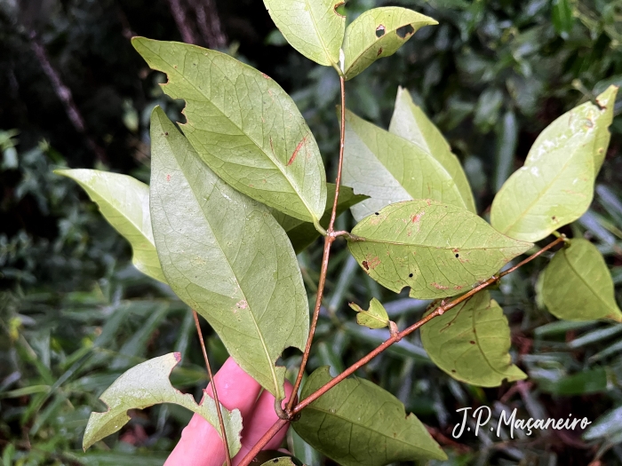 Pristimera celastroides