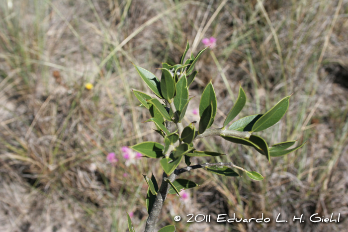 Aspidosperma quebrachoblanco