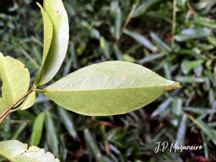 Pristimera celastroides