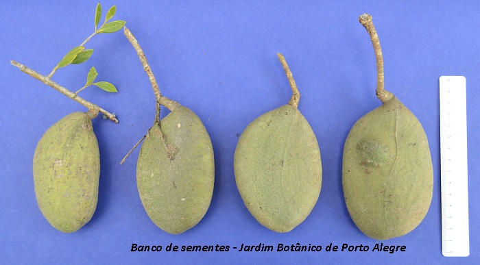 Aspidosperma quebrachoblanco