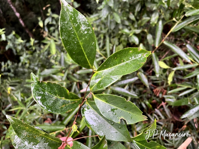 Pristimera celastroides