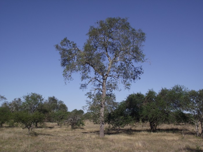 Aspidosperma quebrachoblanco