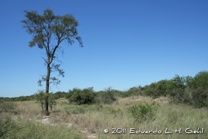 Aspidosperma quebrachoblanco