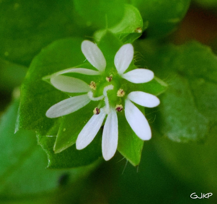 Stellaria media