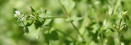 Stellaria media