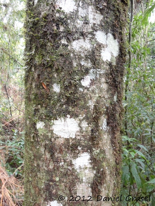 Jacaratia spinosa