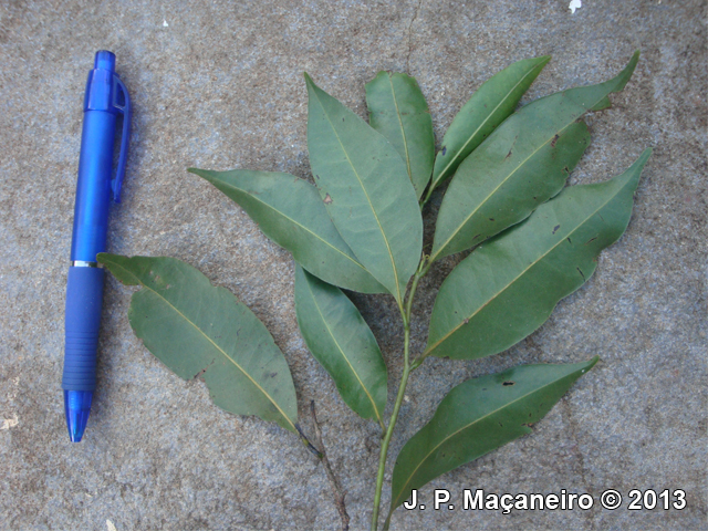 Ocotea bicolor