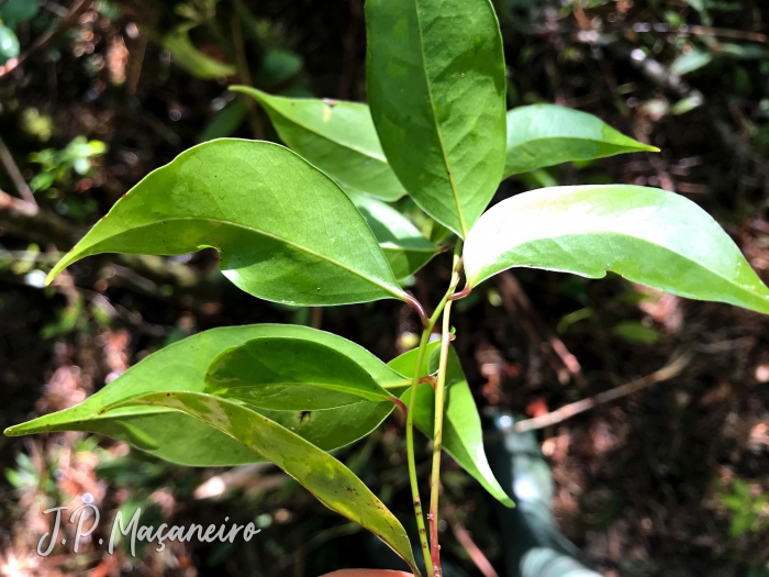 Ocotea bicolor