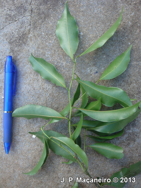 Ocotea bicolor