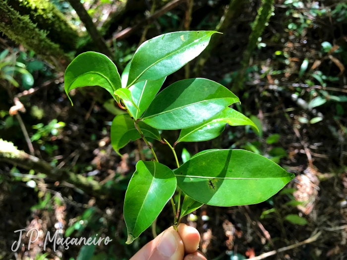 Ocotea bicolor