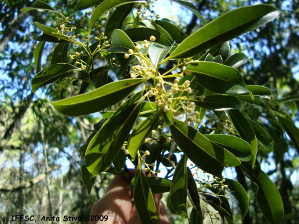 Ocotea bicolor