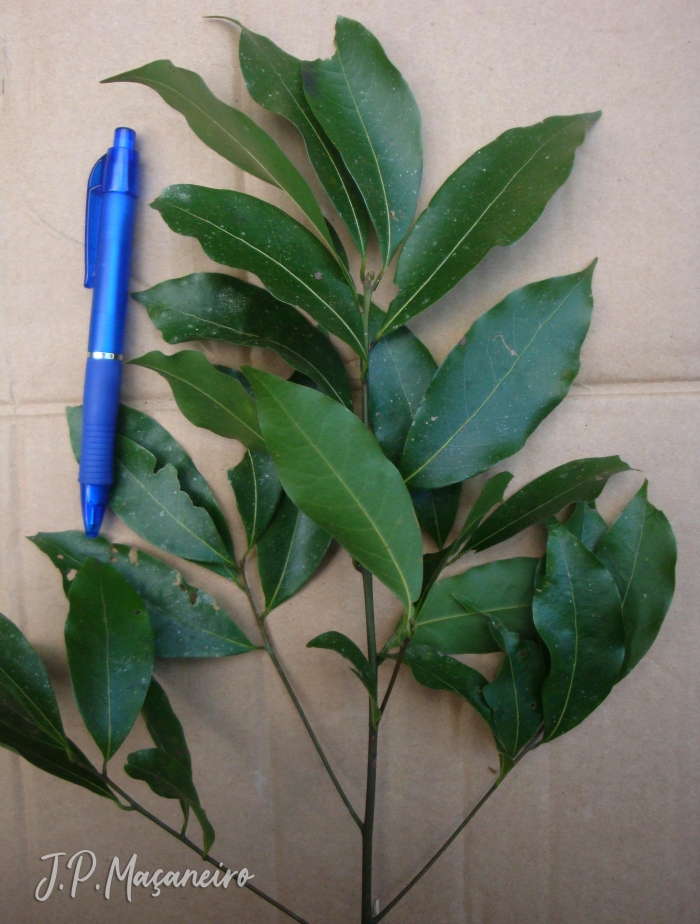 Ocotea bicolor