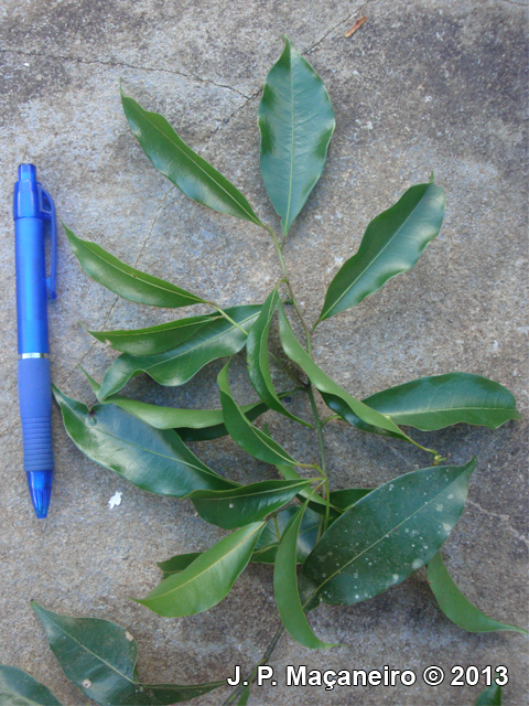 Ocotea bicolor