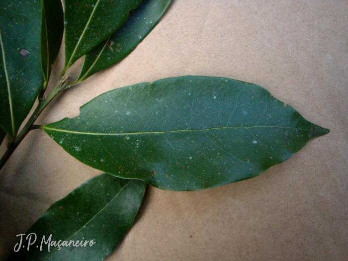 Ocotea bicolor