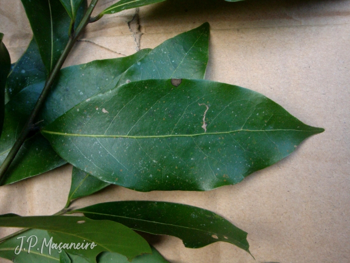 Ocotea bicolor