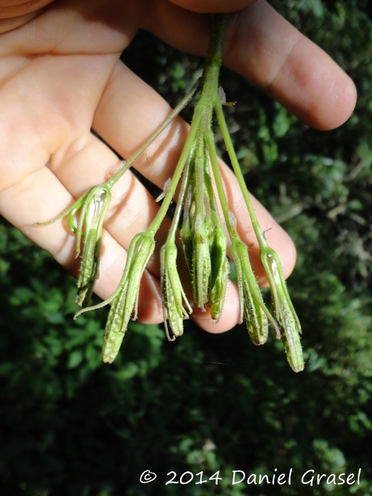 Cleome viridiflora