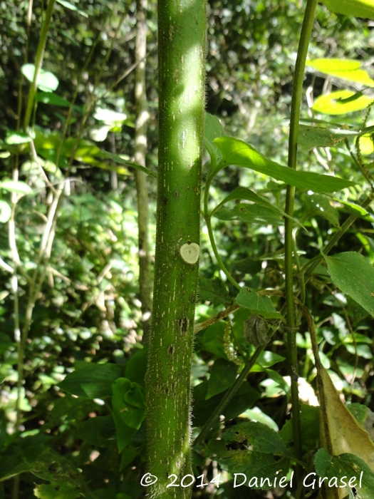 Cleome viridiflora
