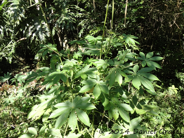 Cleome viridiflora