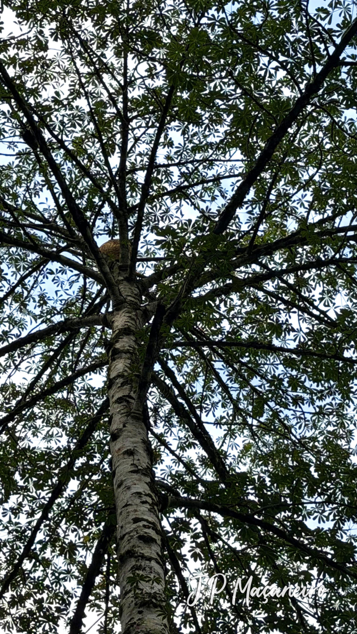 Jacaratia spinosa