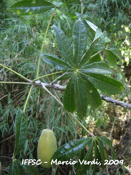 Jacaratia spinosa
