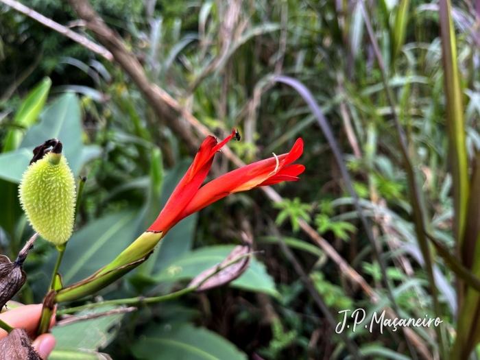 Canna paniculata