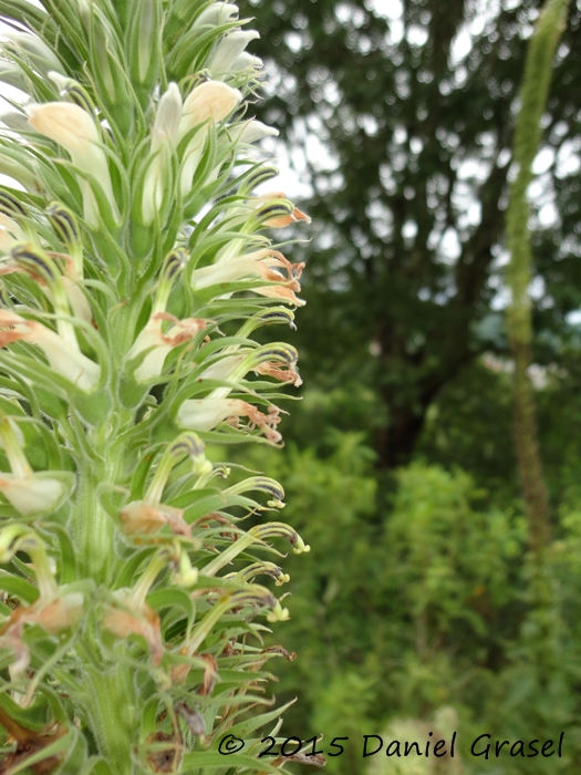 Lobelia hassleri