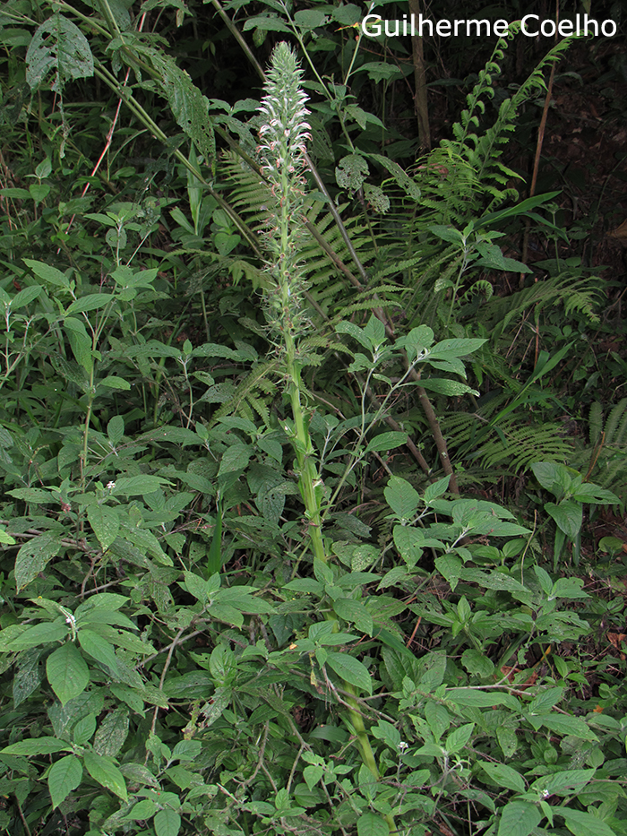 Lobelia hassleri