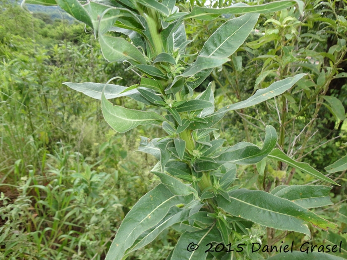 Lobelia hassleri