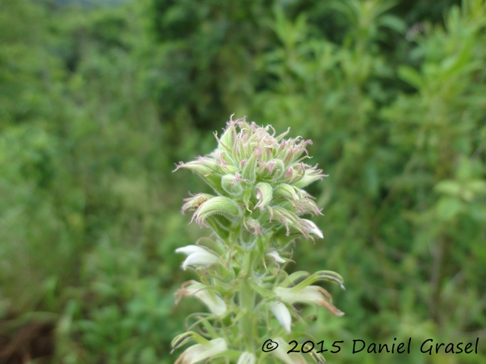 Lobelia hassleri