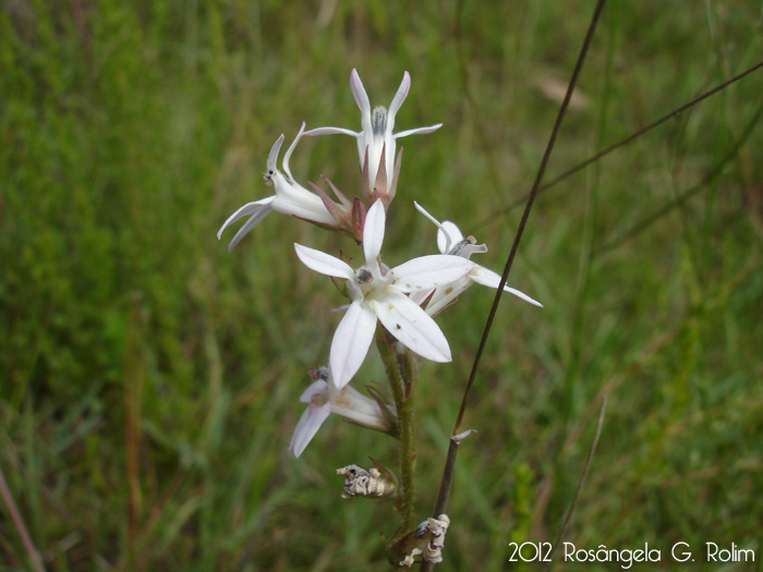 Lobelia camporum