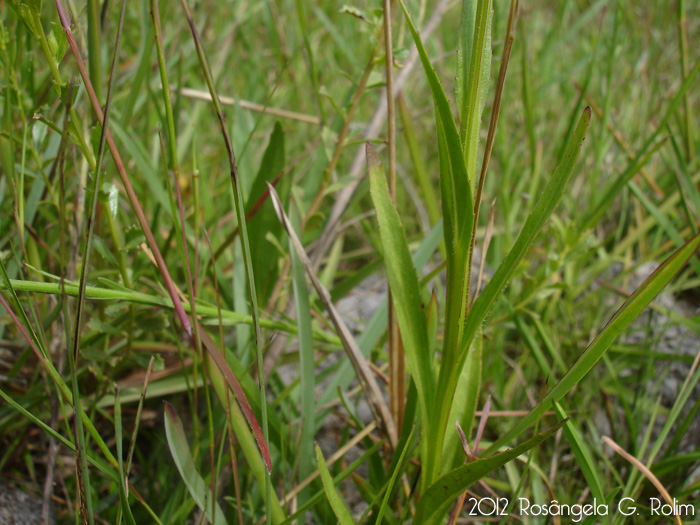 Lobelia camporum