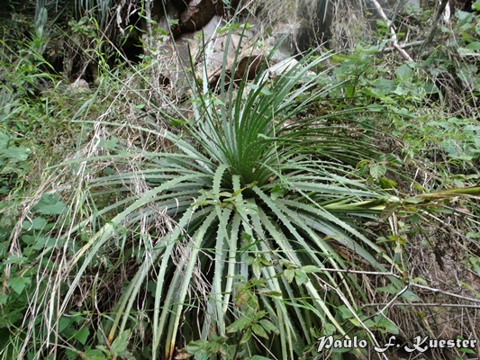 Dyckia selloa