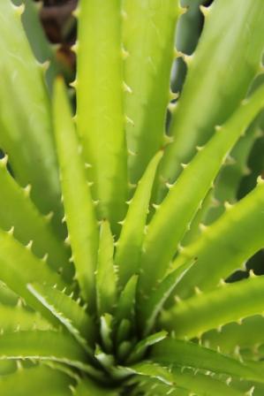 Dyckia encholirioides