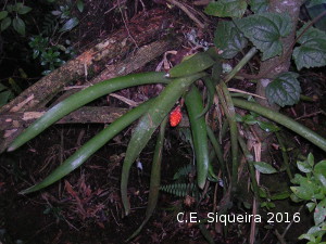 Aechmea kleinii