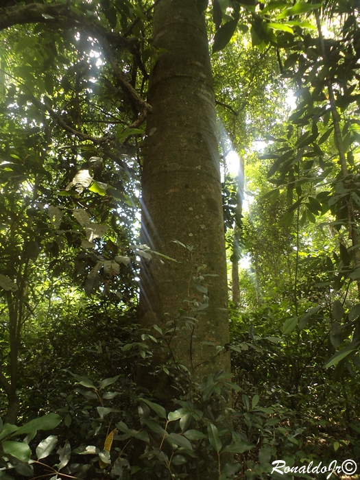 Jacaratia spinosa