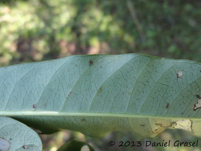 Rauvolfia sellowii