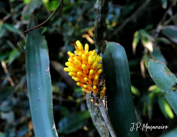 Aechmea comata