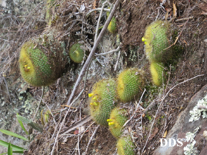 Parodia haselbergii subsp. graessneri