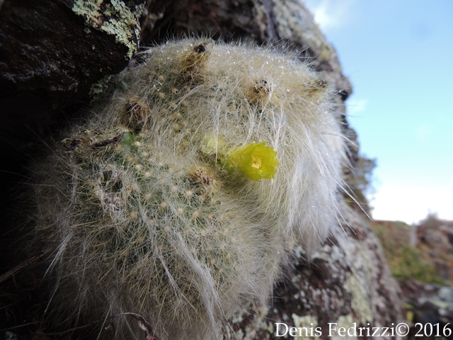 Parodia haselbergii subsp. graessneri