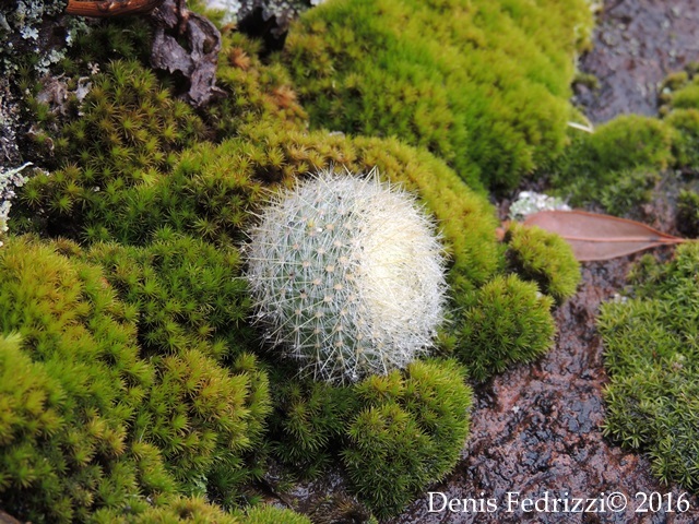 Parodia haselbergii subsp. graessneri