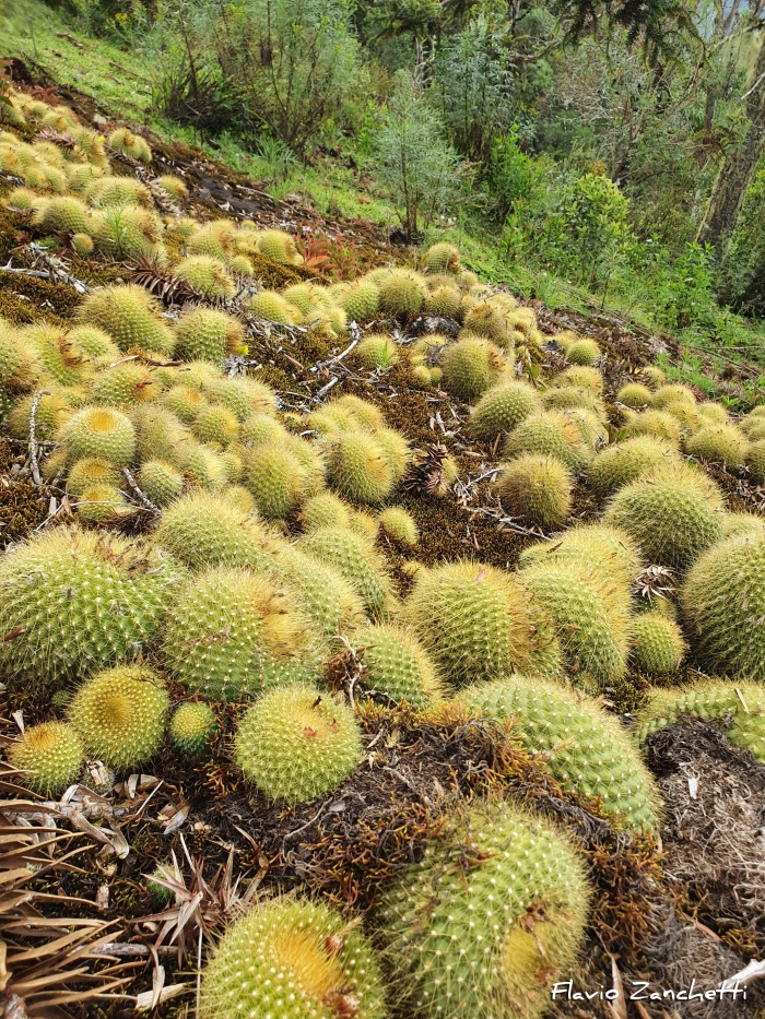 Parodia haselbergii subsp. graessneri