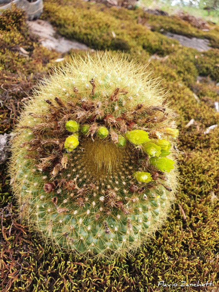 Parodia haselbergii subsp. graessneri