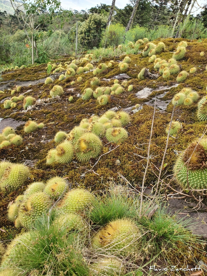 Parodia haselbergii subsp. graessneri