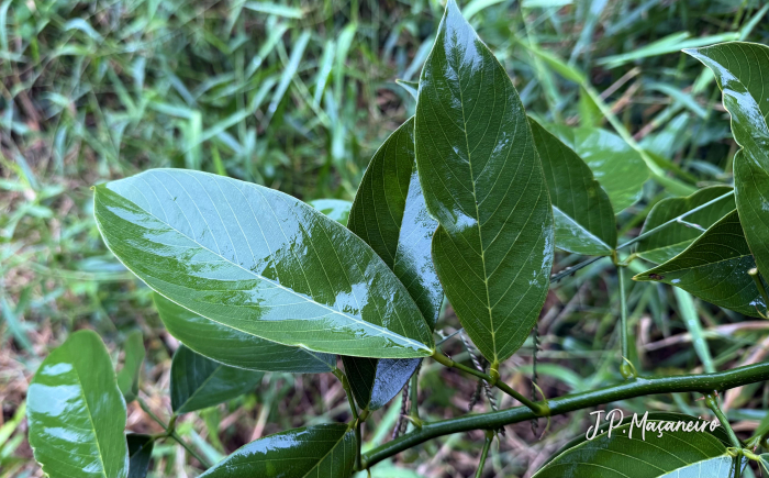 Clitoria fairchildiana