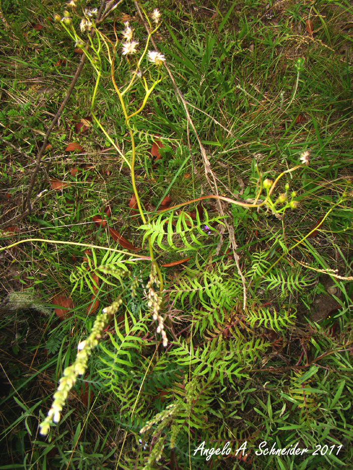 Senecio ramboanus